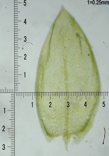 Brachythecium rivulare