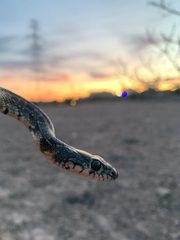 Hemorrhois hippocrepis