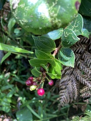 Vaccinium racemosum