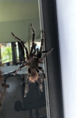 Proshapalopus multicuspidatus