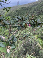 Tabebuia rigida