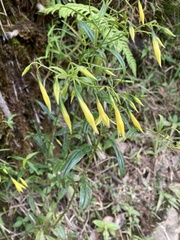 Lisianthius laxiflorus