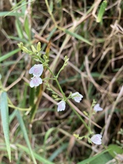 Justicia martinsoniana