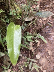Anthurium dominicense