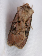 Agrotis obliqua