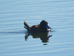 Oxyura ferruginea