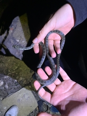 Hemorrhois hippocrepis