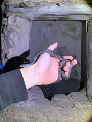 Hemorrhois hippocrepis