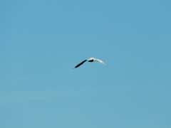 Chroicocephalus maculipennis