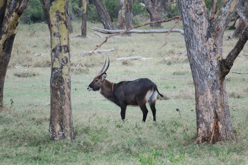 Waterbuck