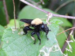 Laphria macquarti