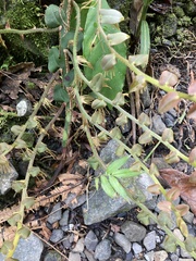 Marcgravia rectiflora