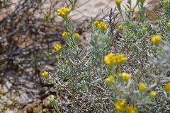 Helichrysum stoechas