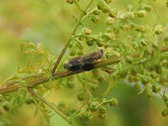 Melanoliarus dimidiatus