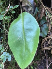 Elaphoglossum crinitum