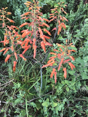 Vogts' Spotted Aloe (Aloe vogtsii)