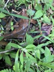 Spermacoce prostrata