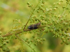 Melanoliarus dimidiatus