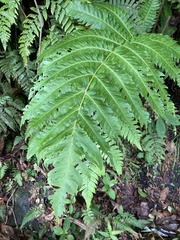 Cyathea horrida