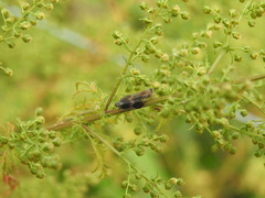 Melanoliarus dimidiatus