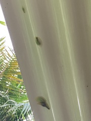 Gaeotis nigrolineata