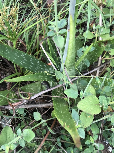 Aloe vogtsii, photograph 2
