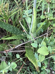 author not stated, no rights reserved Aloe vogtsii, photograph author not stated, no rights reserved