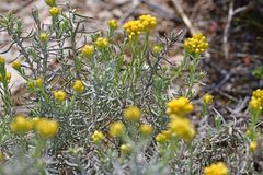 Helichrysum stoechas