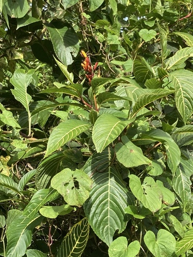 Sanchezia