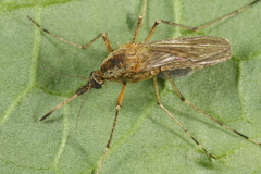 Aedes annulipes