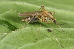Aedes annulipes