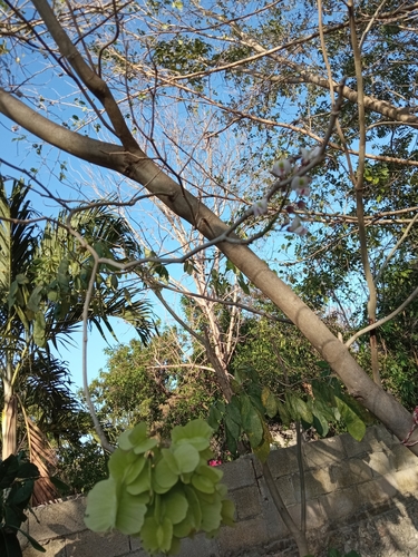 Florida fishpoison tree (Piscidia piscipula)