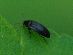 Anaspis