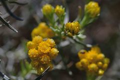 Helichrysum stoechas