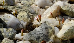 Tylecodon schaeferianus