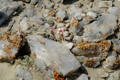 Tylecodon schaeferianus