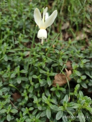 Narcissus triandrus triandrus