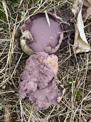 Calvatia fragilis