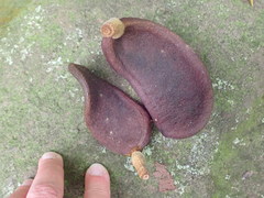 Hymenaea