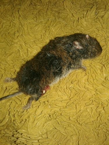 Lusitanian pine vole, 4405-685 Vila Nova de Gaia, Portugal, photo 4 of 10