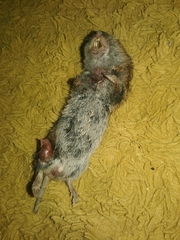 Microtus lusitanicus