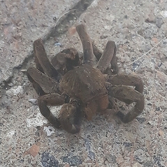 Lycosa erythrognatha