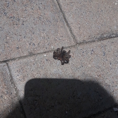 Lycosa erythrognatha