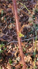 Rubus phoenicolasius