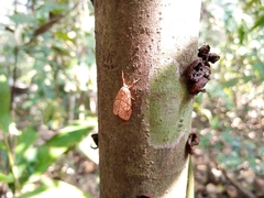 Barsine striata