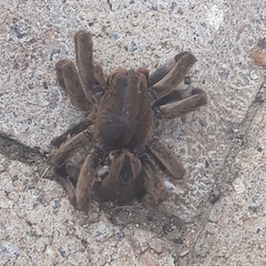 Lycosa erythrognatha