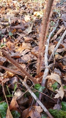 Rubus phoenicolasius