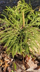 Dendrolycopodium obscurum