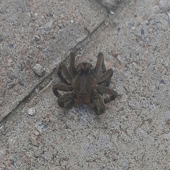 Lycosa erythrognatha