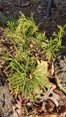 Dendrolycopodium obscurum